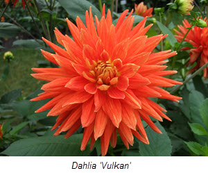 Dahlia_'Vulkan'