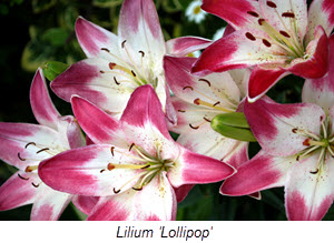 Lilium_Lollypop