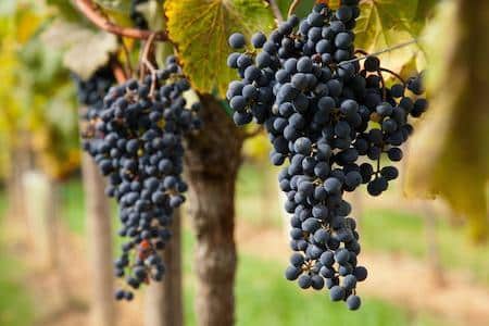 Winter hardy grapes, All University of Minnesota Grape Varieties