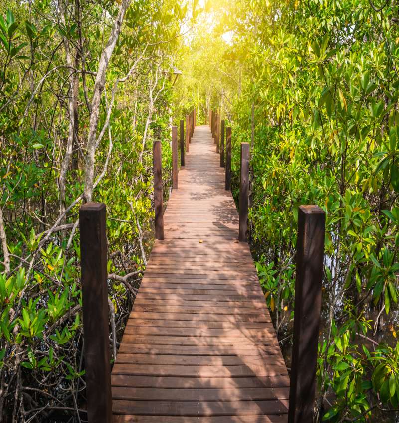 Minneapolis Wooden Walkways