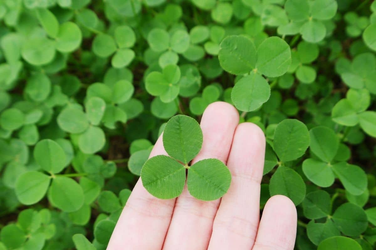 Clover Lawn Pros and Cons: What ALD Recommends for Minnesota