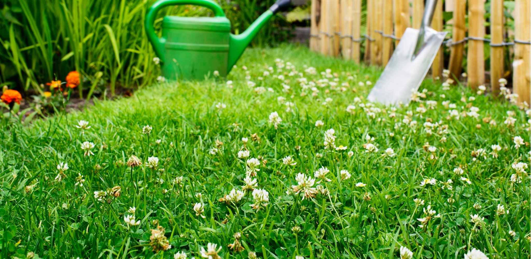 Clover Lawn Pros and Cons: What ALD Recommends for Minnesota