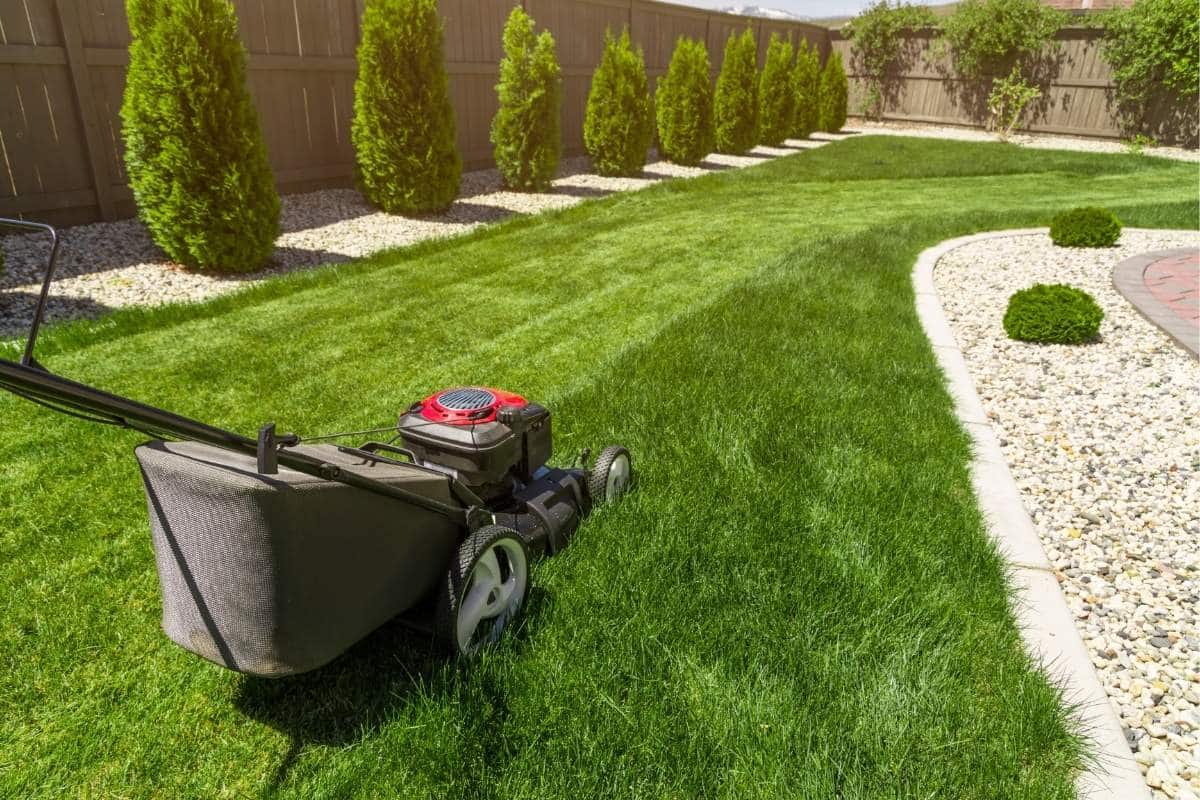When to Dethatch Lawn: Signs It’s Time to Call a Pro