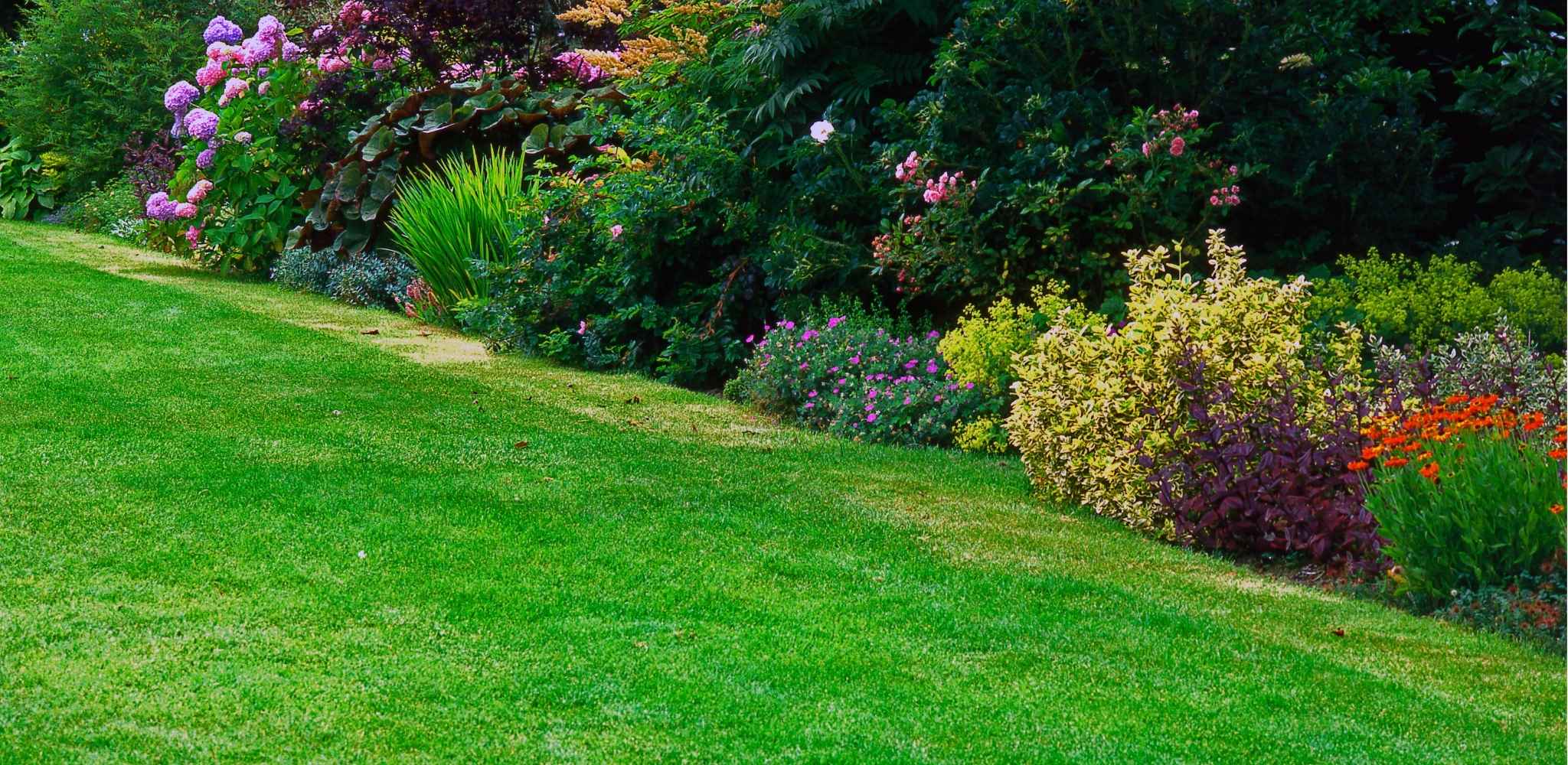 When to Dethatch Lawn: Signs It’s Time to Call a Pro