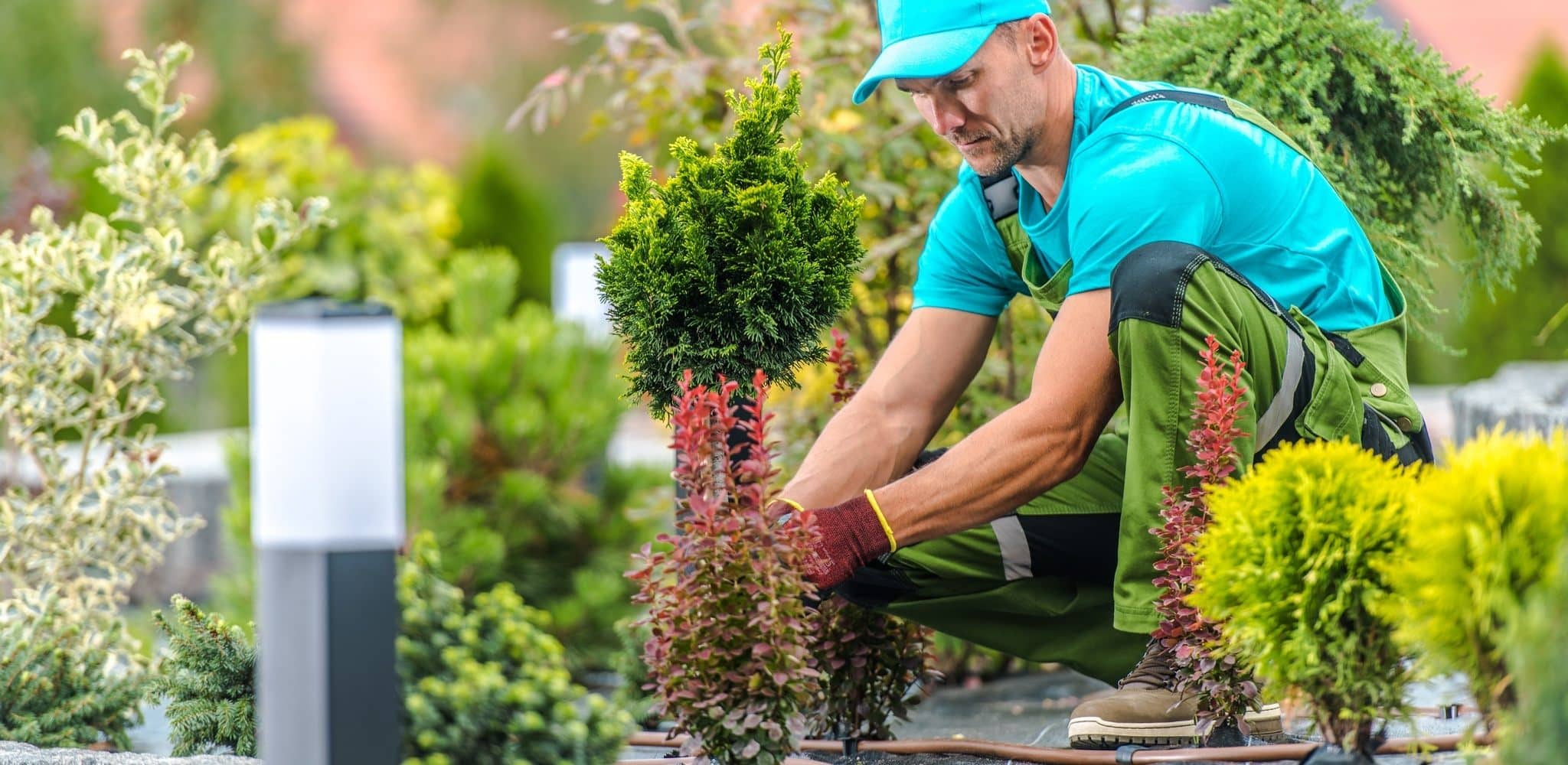 Raised Garden Bed Ideas for Minnesota’s Native Perennials
